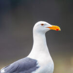 17123期开奖号码最新公布,大奖花落谁家引关注 km77p4o