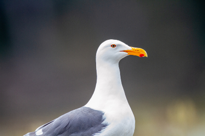 17123期开奖号码最新公布,大奖花落谁家引关注 17123期开奖号码最新公布,大奖花落谁家引关注